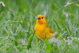 Saffron Finch