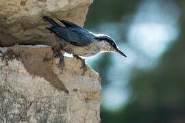 Western Rock Nuthatch