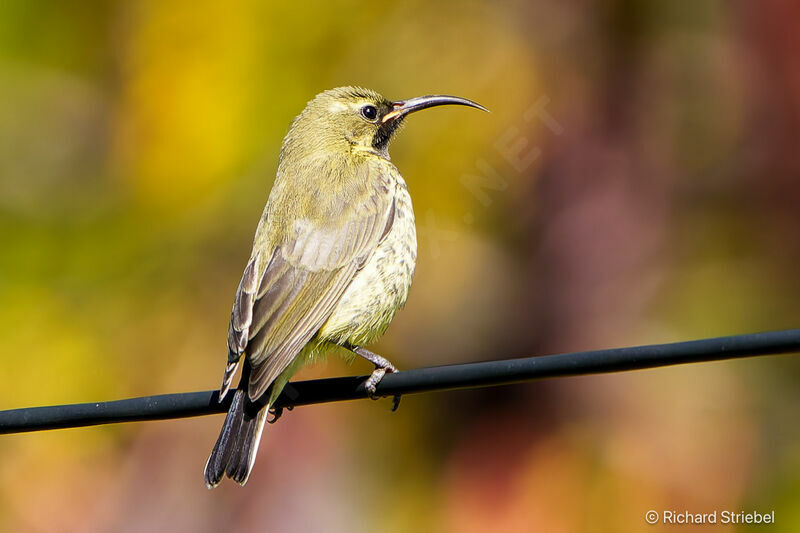 Amethyst Sunbird female adult