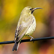 Amethyst Sunbird