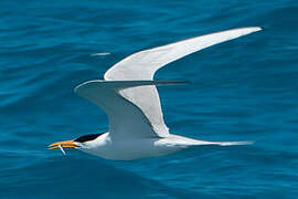 Lesser Crested Tern