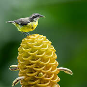 Bananaquit