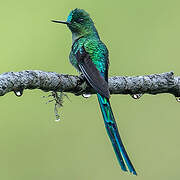 Long-tailed Sylph