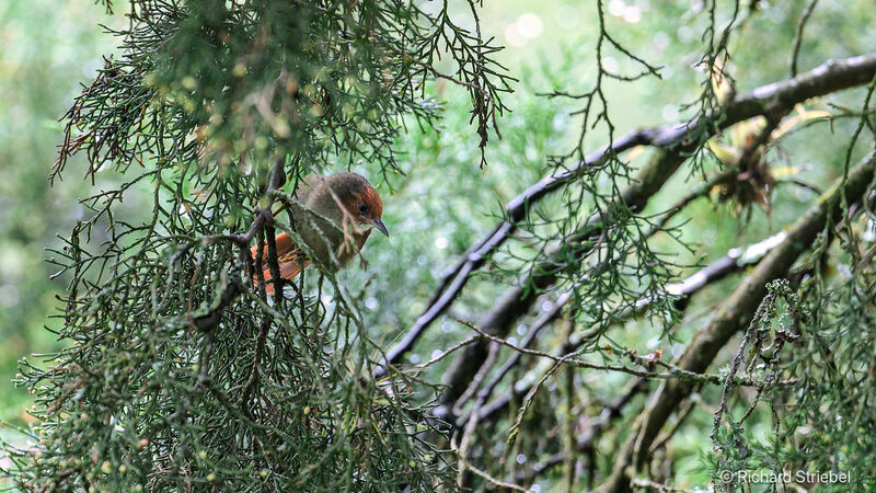 Red-faced Spinetail