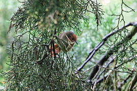 Red-faced Spinetail