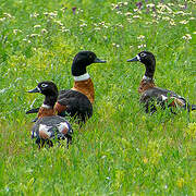 Australian Shelduck