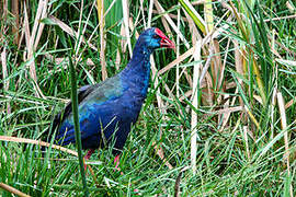 African Swamphen