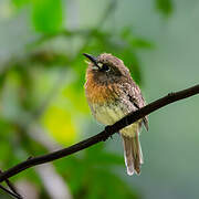 Moustached Puffbird