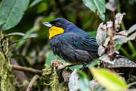 Purplish-mantled Tanager