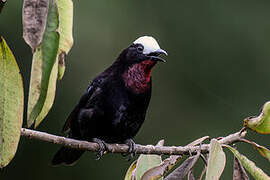 White-capped Tanager