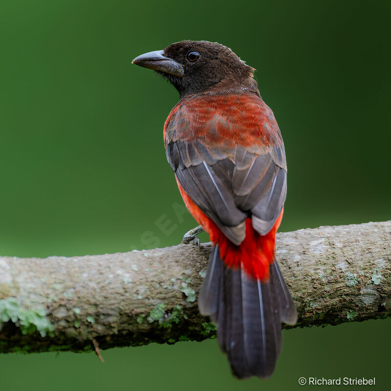 Tangara à dos rouge