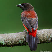 Crimson-backed Tanager