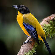 Black-chinned Mountain Tanager