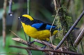 Blue-winged Mountain Tanager