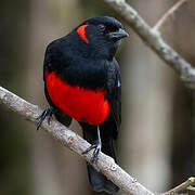 Scarlet-bellied Mountain Tanager