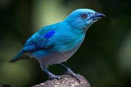 Blue-grey Tanager