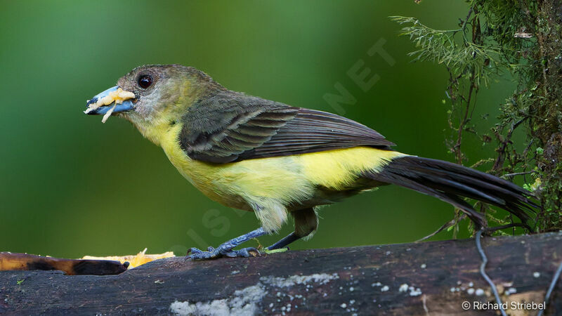 Flame-rumped Tanager female, eats