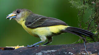 Flame-rumped Tanager