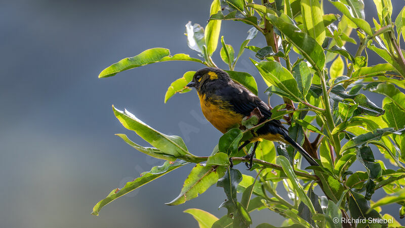 Lacrimose Mountain Tanager