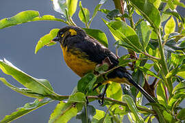 Lacrimose Mountain Tanager