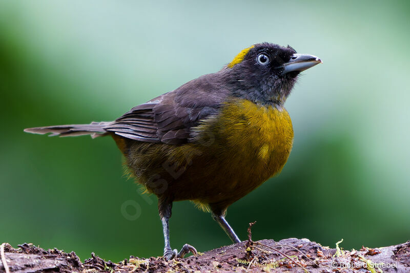 Dusky-faced Tanager