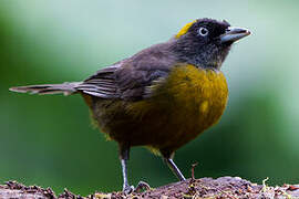 Dusky-faced Tanager