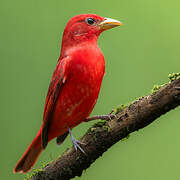 Summer Tanager