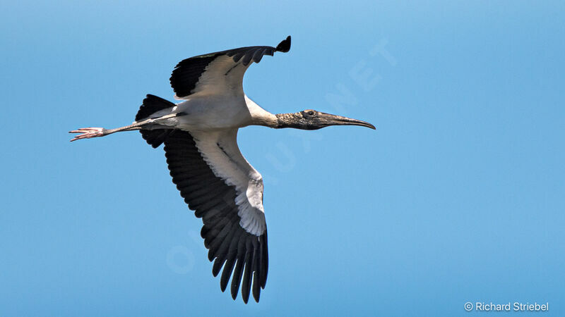 Yellow-billed Stork