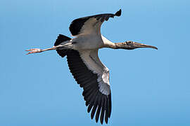 Yellow-billed Stork