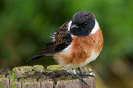 African Stonechat