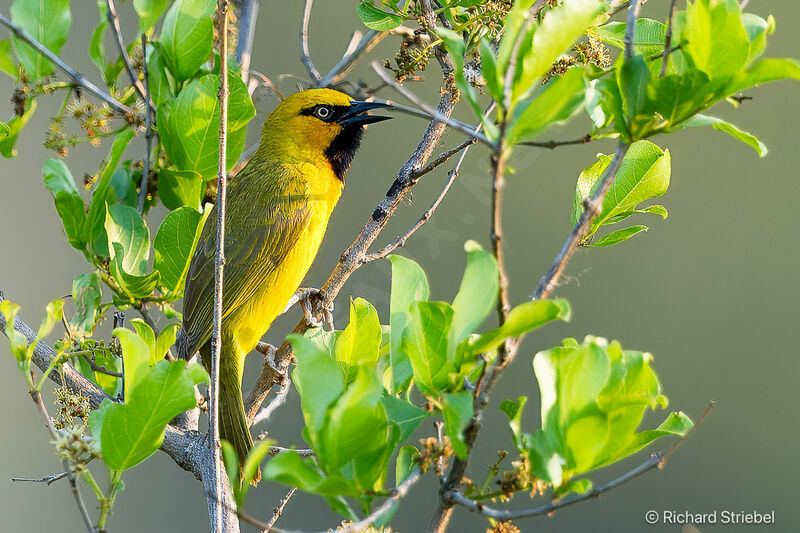 Spectacled Weaver