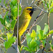 Spectacled Weaver