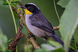 White-naped Brushfinch