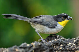 White-naped Brushfinch