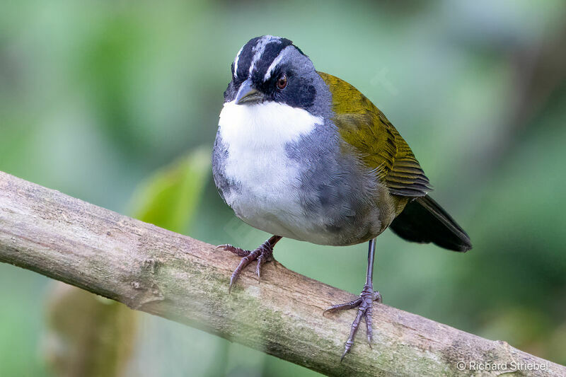 Grey-browed Brushfinch