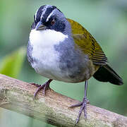 Grey-browed Brushfinch