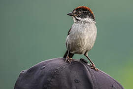 Slaty Brushfinch