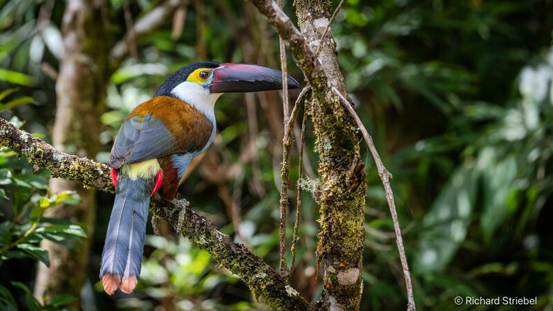 Toucan à bec noir