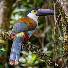 Toucan à bec noir