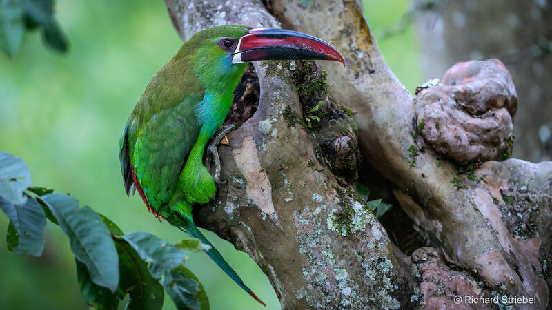 Toucanet à croupion rouge