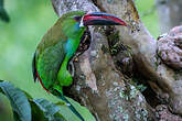 Toucanet à croupion rouge