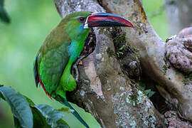 Toucanet à croupion rouge