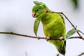 Spectacled Parrotlet