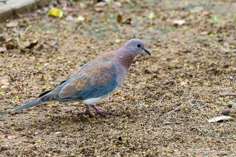 Laughing Dove