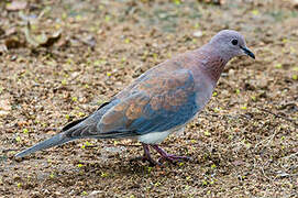 Laughing Dove