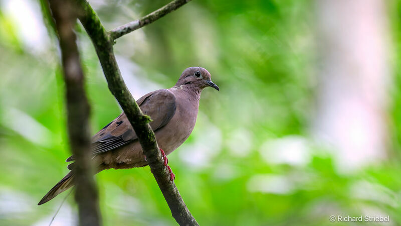 Eared Dove