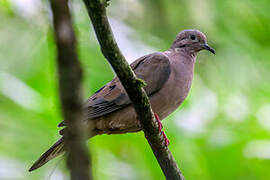 Eared Dove