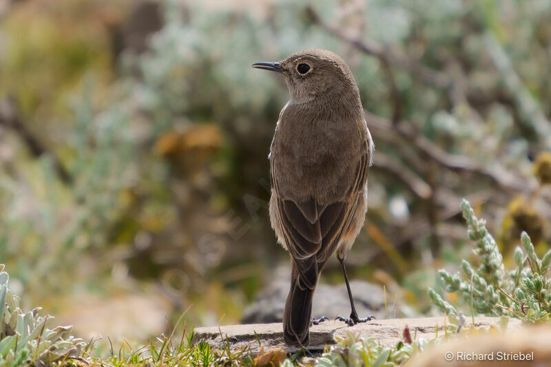 Sickle-winged Chat