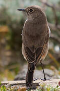 Sickle-winged Chat