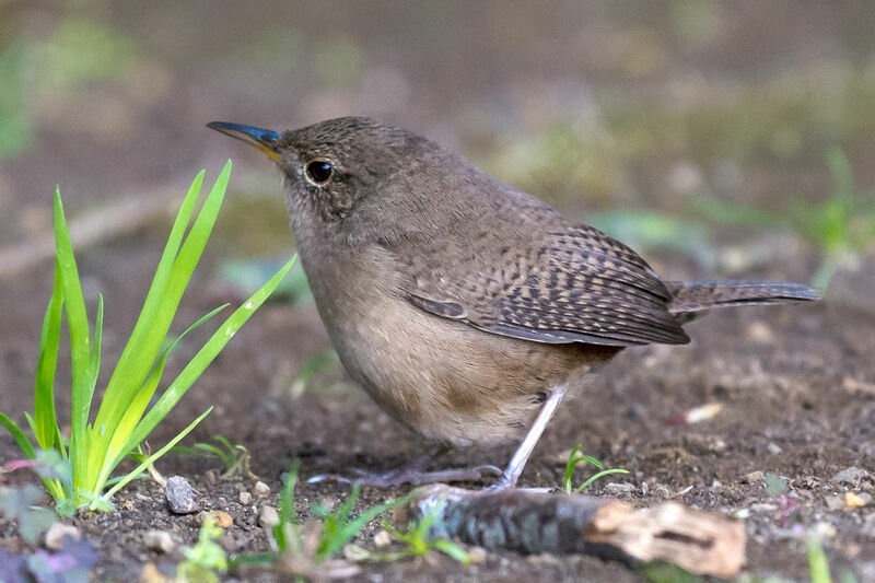 Southern House Wren